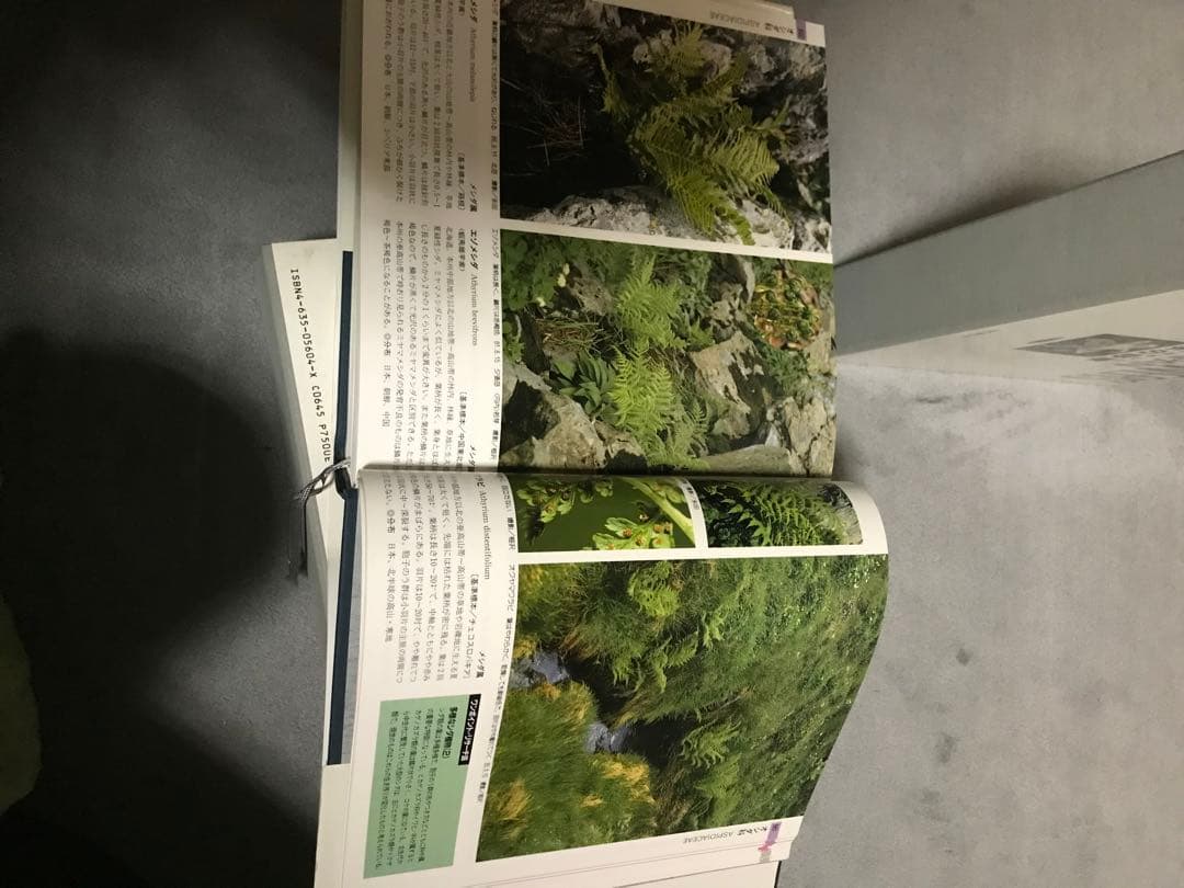日本の野草　日本の高山植物　山と渓谷社　WILD FLOWERS JAPAN