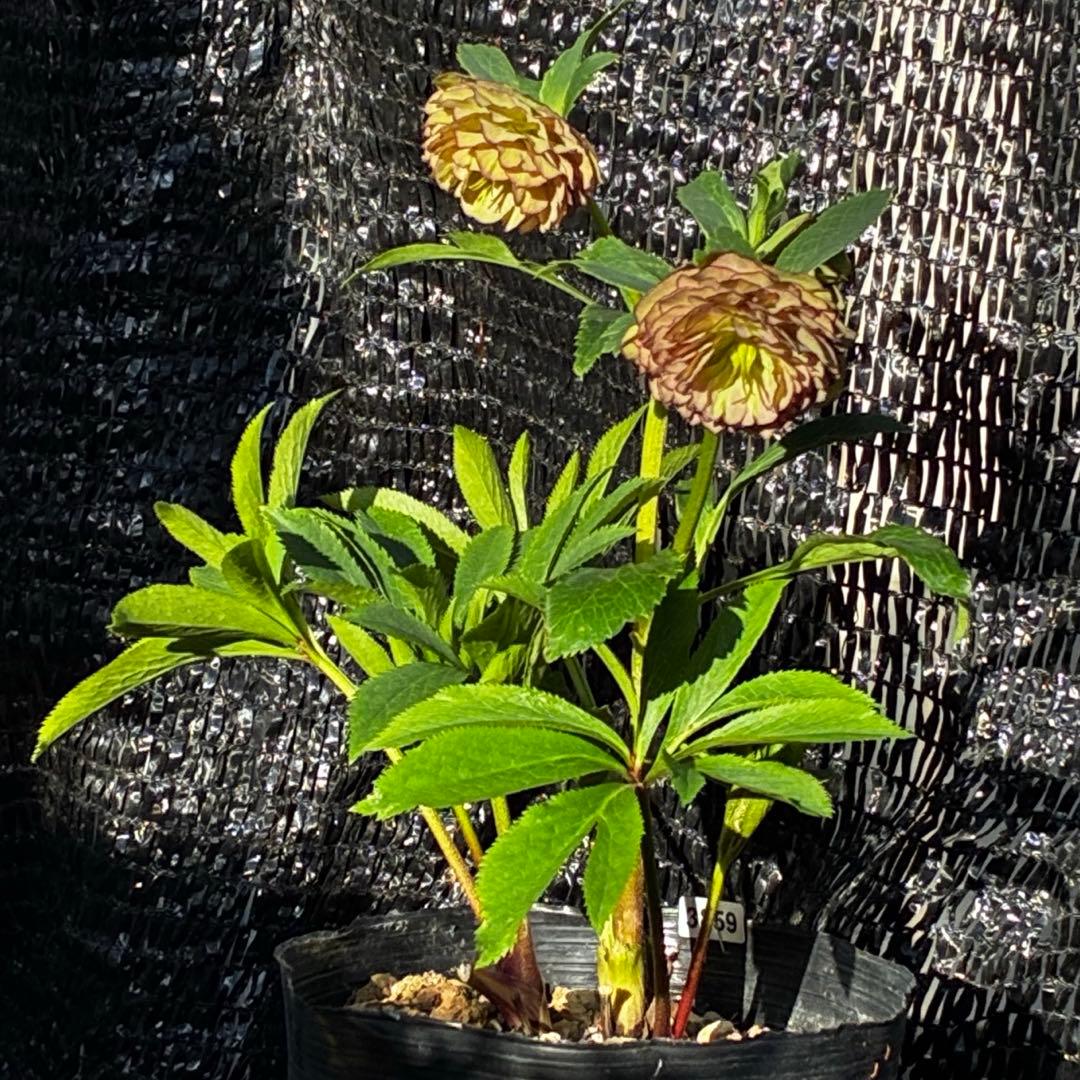 ☘️超特殊☘️唯一無二☘️⭐️芳香⭐️小輪⭐️超キレイ多弁⭐️ピコグラデ⭐️特殊模様⭐️加藤農園⭐️