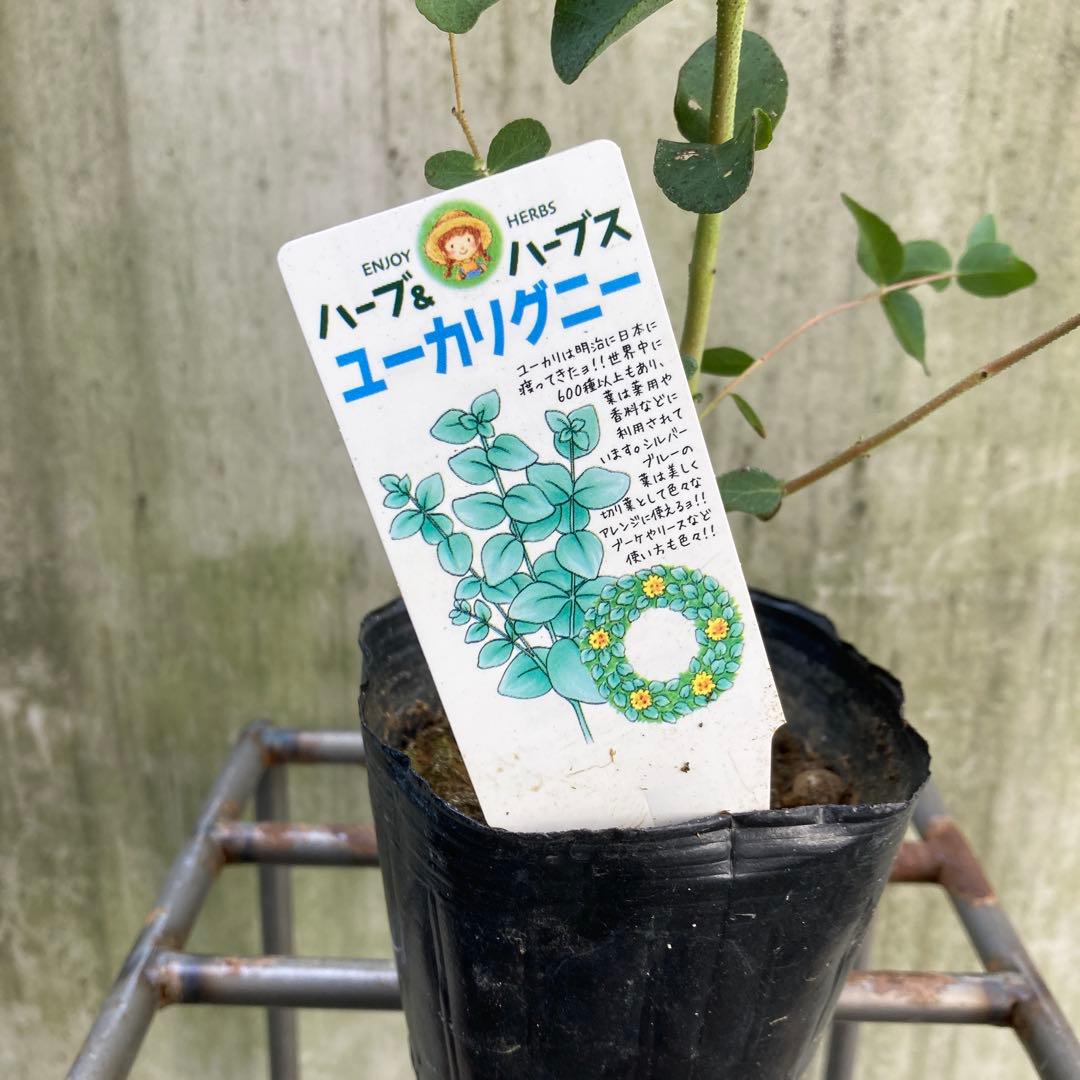 【SPRING SALE】③ユーカリ・グニー　仕立て苗♡