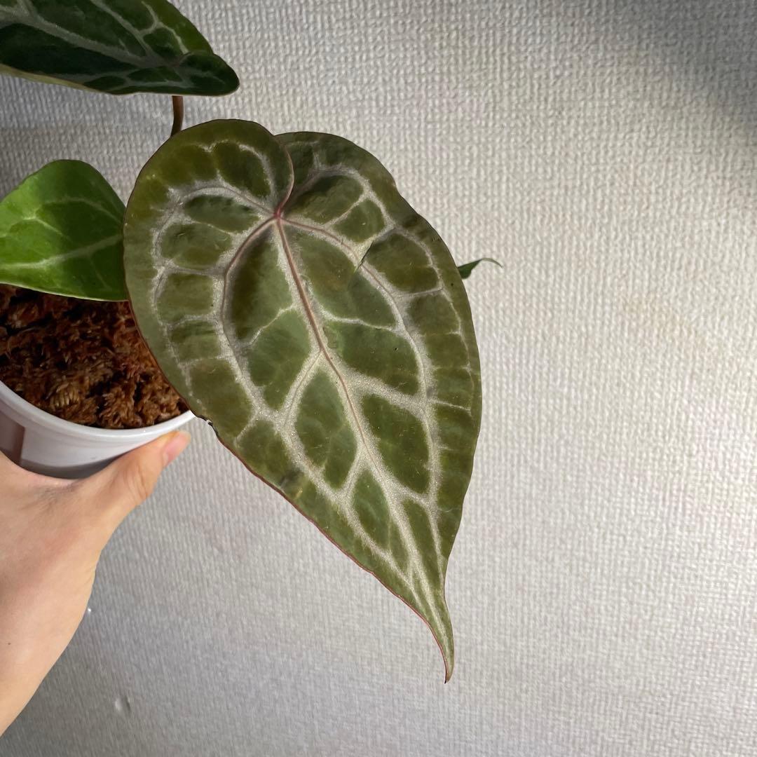 メ*ル様 Anthurium Angel’s Dream✖️Michelle