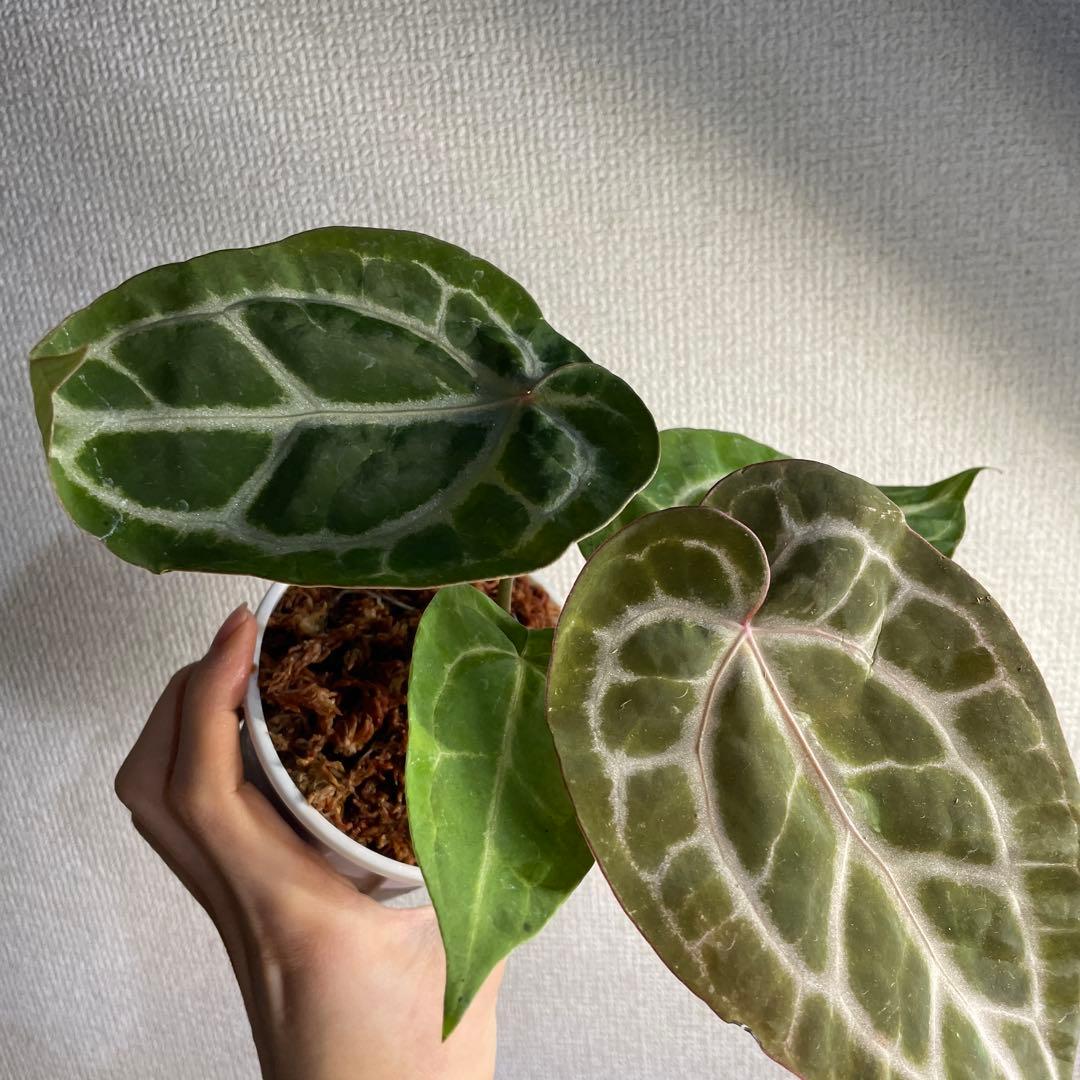 メ*ル様 Anthurium Angel’s Dream✖️Michelle