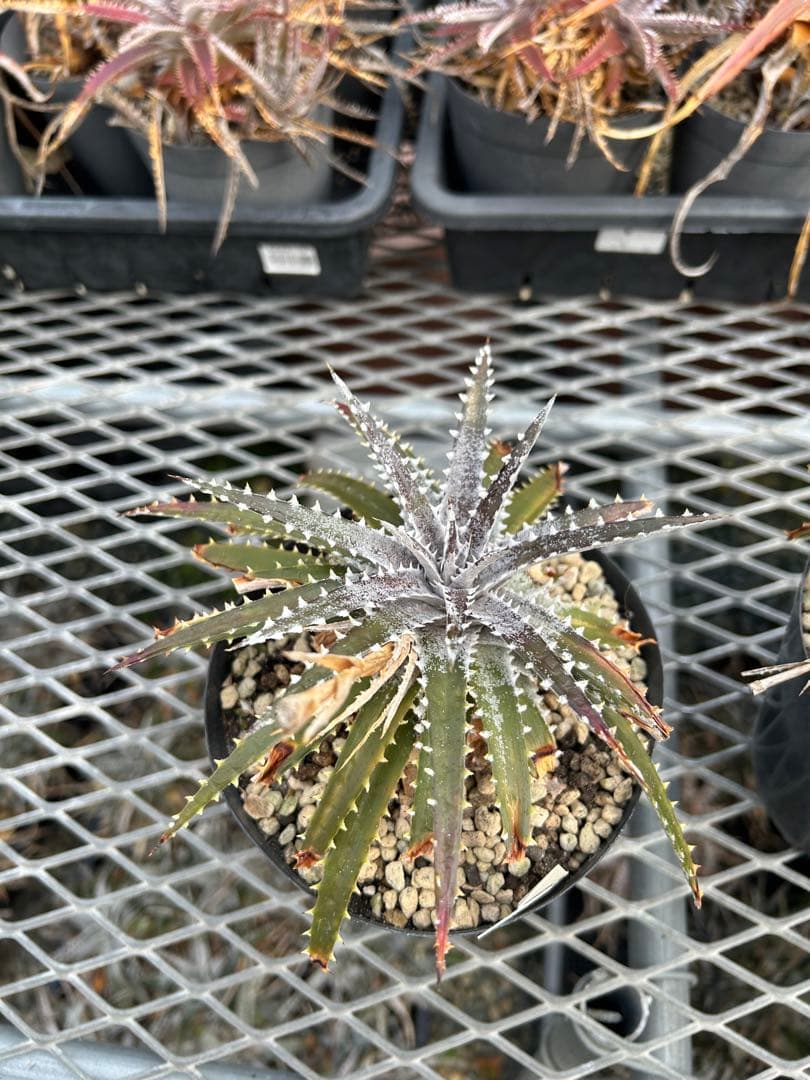 DBディッキア Dyckia Bill Baker hyb #233 ⑵