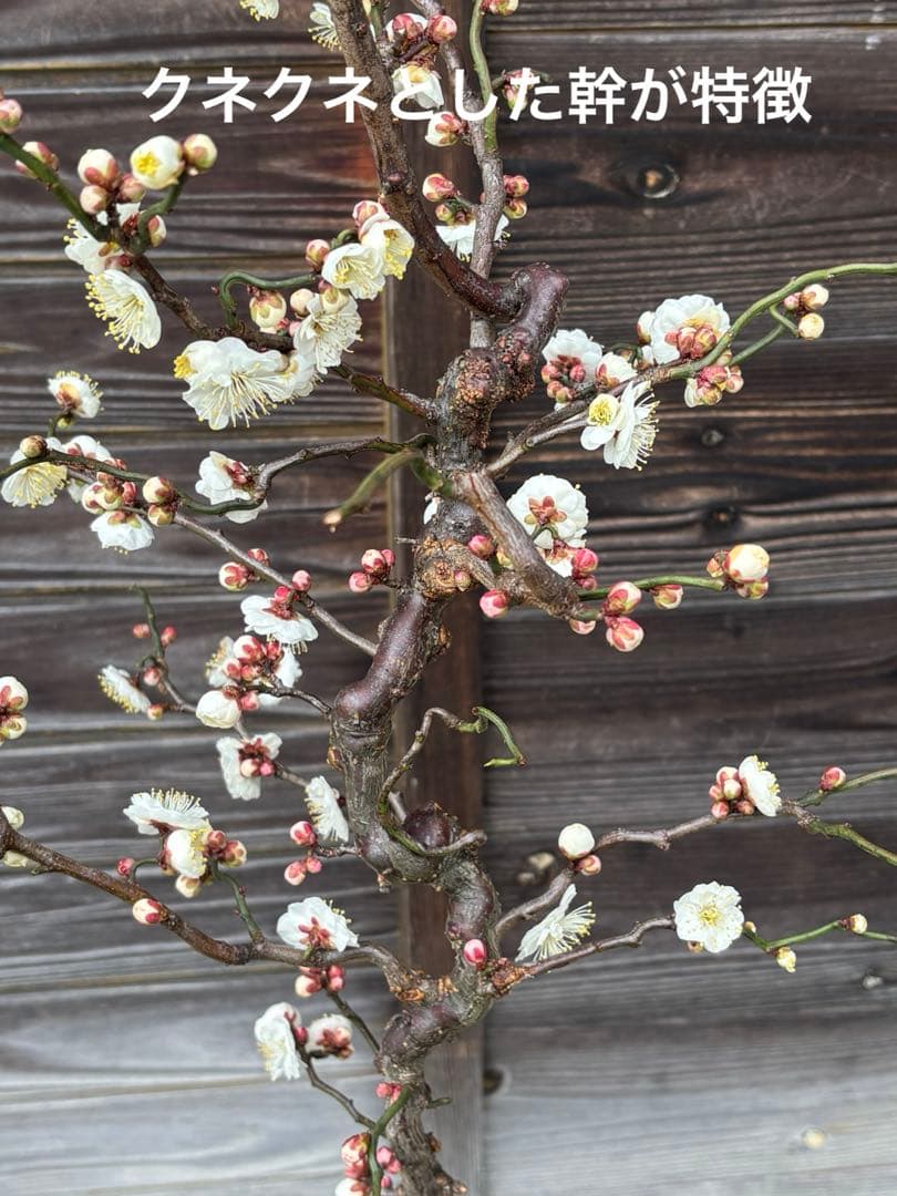 ウンリュウバイ　白花　八重咲き　花梅　雲竜梅　雲龍梅