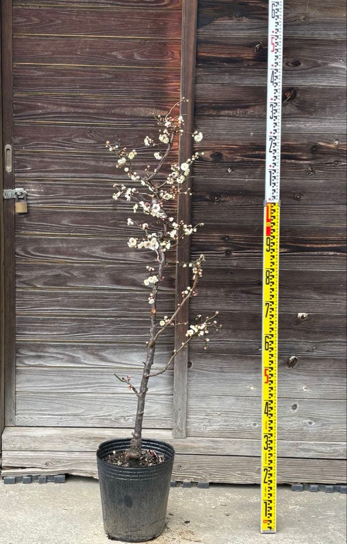 ウンリュウバイ　白花　八重咲き　花梅　雲竜梅　雲龍梅