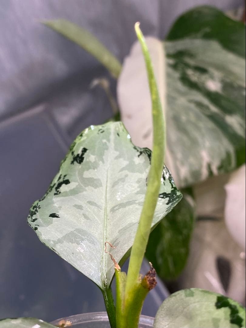 アグラオネ マピクタム　TZ便 Aglaonema pictum \"鳳翔 \"