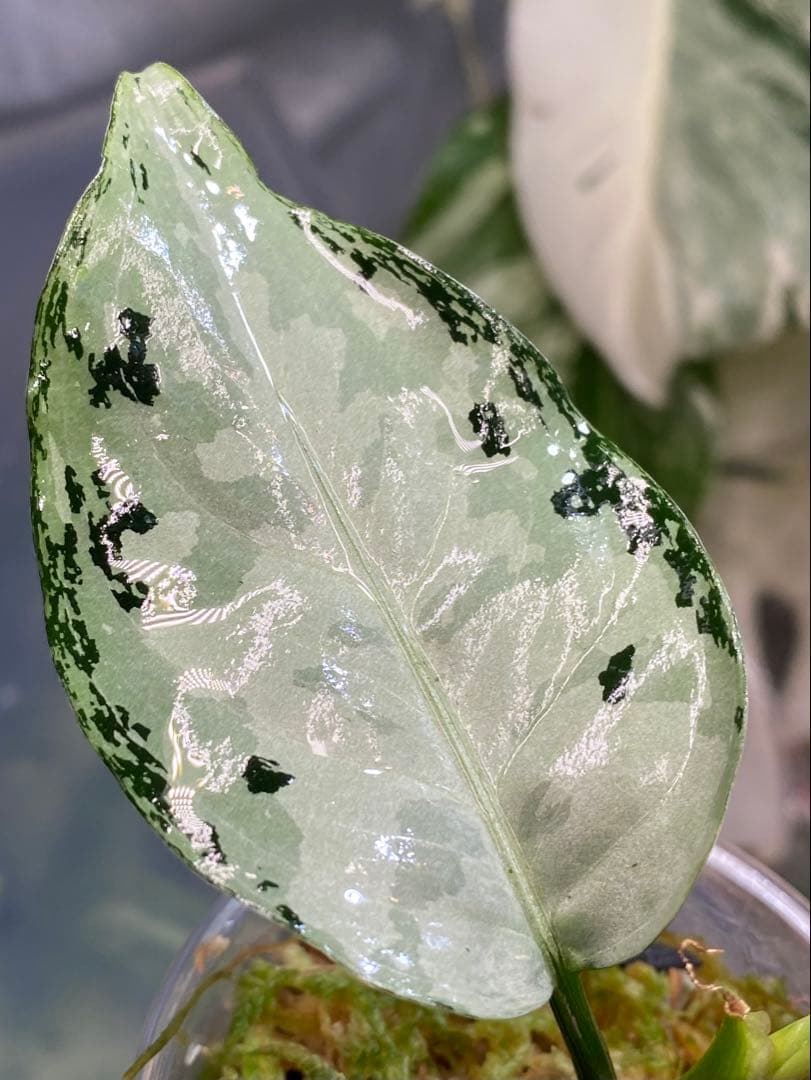 アグラオネ マピクタム　TZ便 Aglaonema pictum \"鳳翔 \"