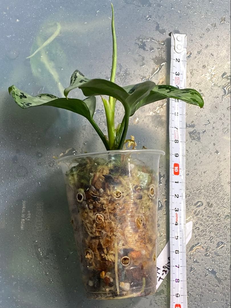 アグラオネ マピクタム　TZ便 Aglaonema pictum \"鳳翔 \"