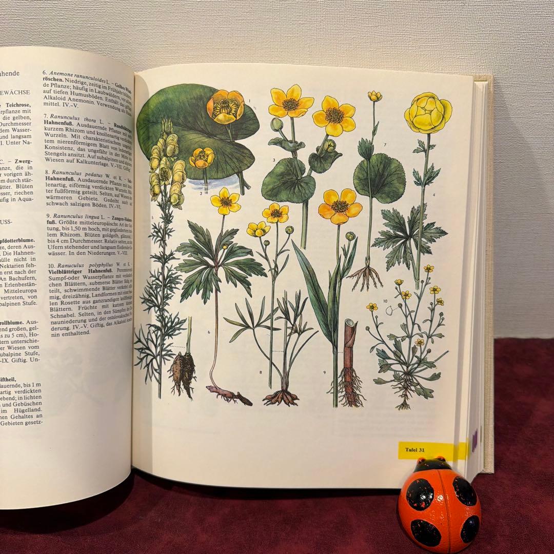 329⑩1981年ドイツ語版植物画　植物図鑑　ジャンクジャーナル　ボタンニカル