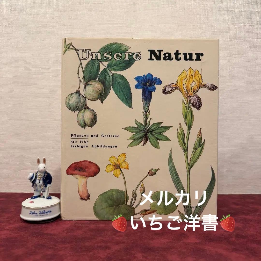329⑩1981年ドイツ語版植物画　植物図鑑　ジャンクジャーナル　ボタンニカル
