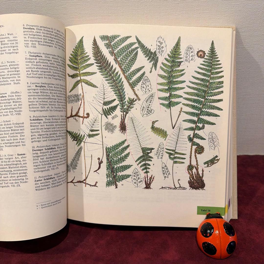 329⑩1981年ドイツ語版植物画　植物図鑑　ジャンクジャーナル　ボタンニカル