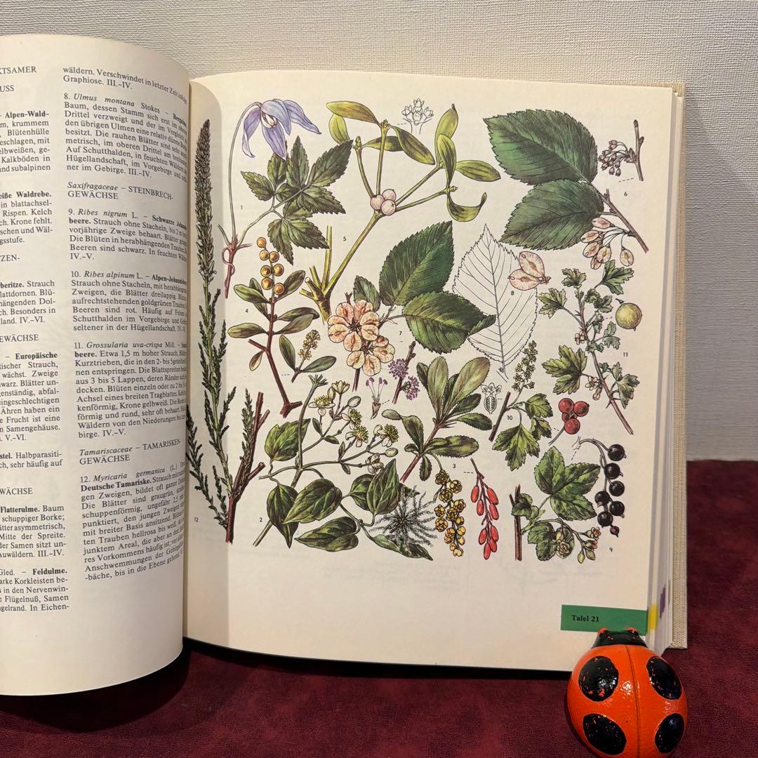 329⑩1981年ドイツ語版植物画　植物図鑑　ジャンクジャーナル　ボタンニカル