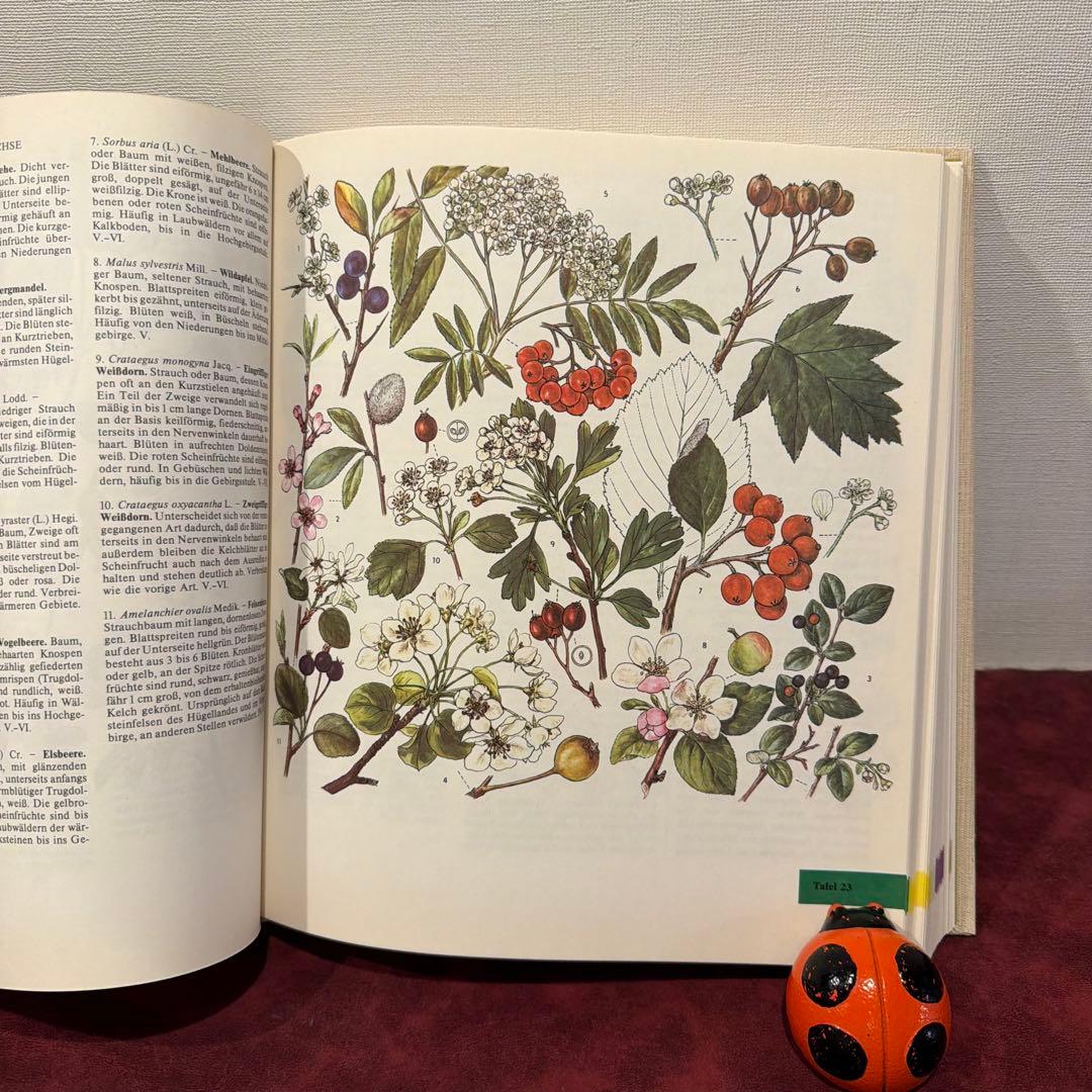329⑩1981年ドイツ語版植物画　植物図鑑　ジャンクジャーナル　ボタンニカル