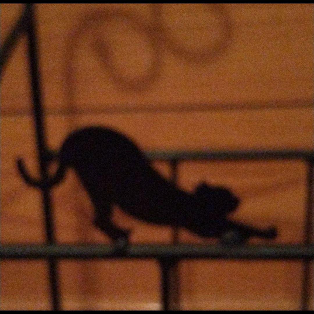 猫　ブックラック　マガジンラック　ブラックキャッツ　黒ネコ　　レトロ　ねこ