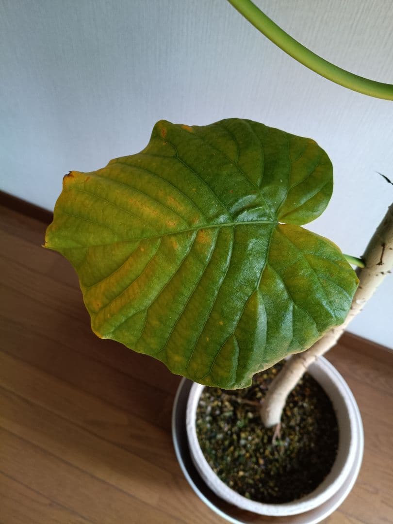 ‼️引き取り限定・近県なら有料配送可能‼️大型ウンベラータ 観葉植物 インテリア