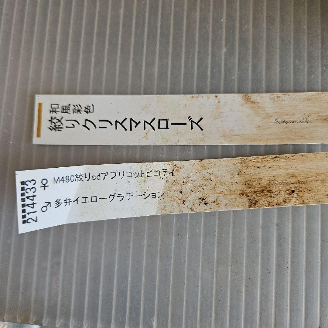 ★H&D様ご購入苗㉖-566㉖-579㉖-590クリスマスローズ