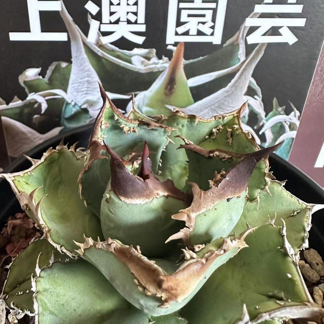 649【上澳園芸】 アガベ　agave チタノタ 鰐亀 極上株