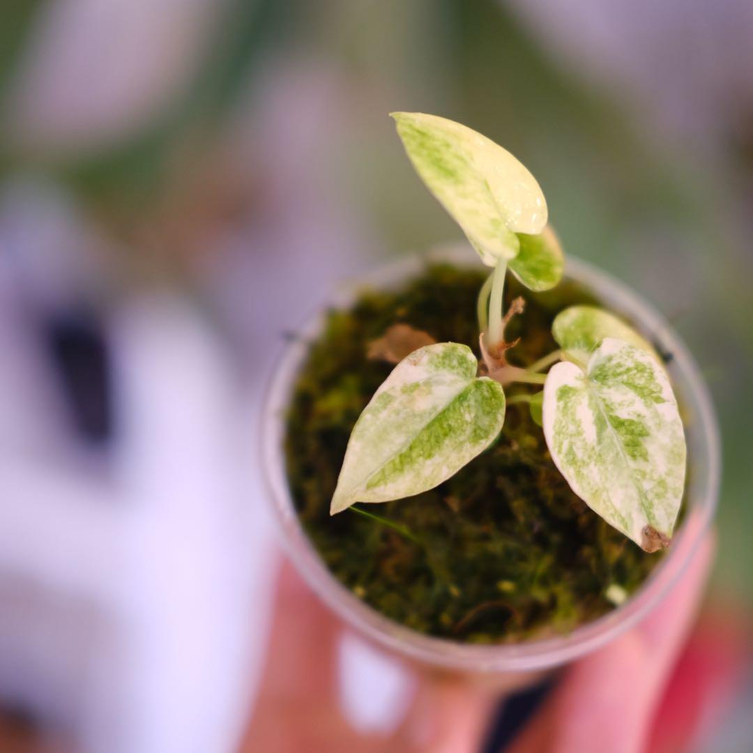 A. forgetii Aus var. × A. carlablackiae②