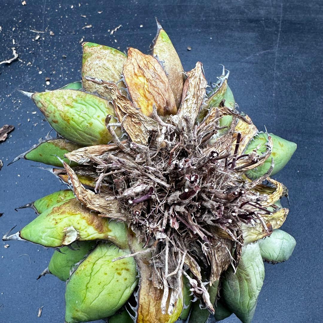 多肉植物・アガベ・チタノタ・ホリダ・ボール型・極上強刺・四頭株・クワトロヘッド