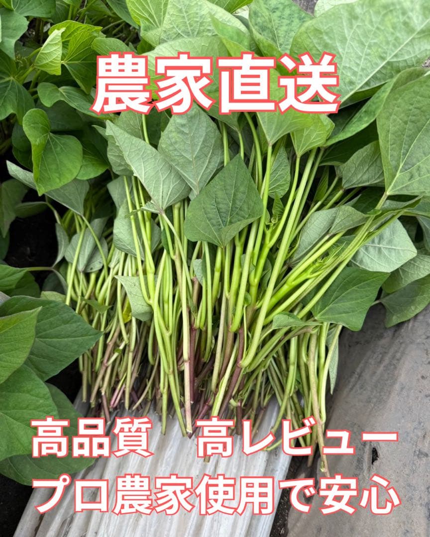【予約受付中】紅はるか苗　3000本　４月中旬から順次発送｜