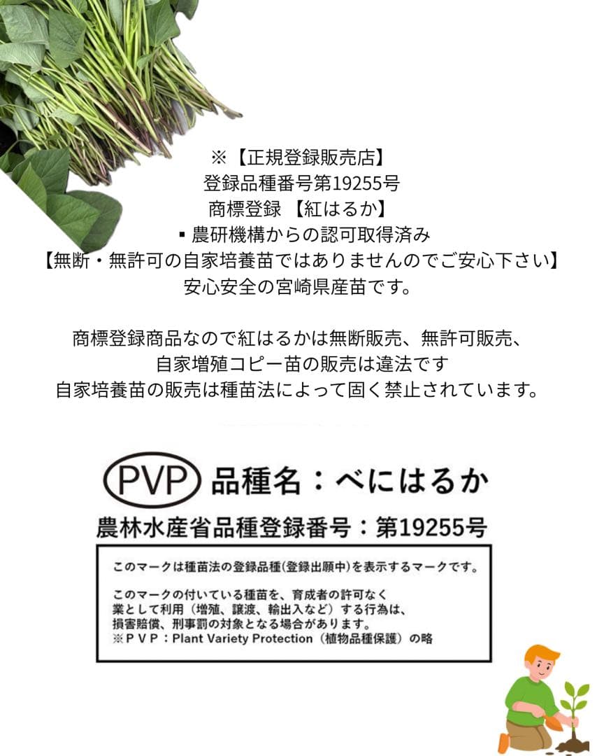 【予約受付中】紅はるか苗　3000本　４月中旬から順次発送｜