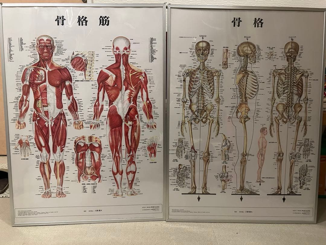 【医道の日本社】人体解剖図『骨格筋』『骨格』パネル 2枚セット