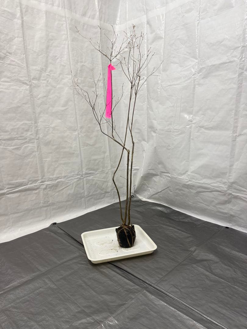 山採りミツバツツジ 三葉H180cm w60cm