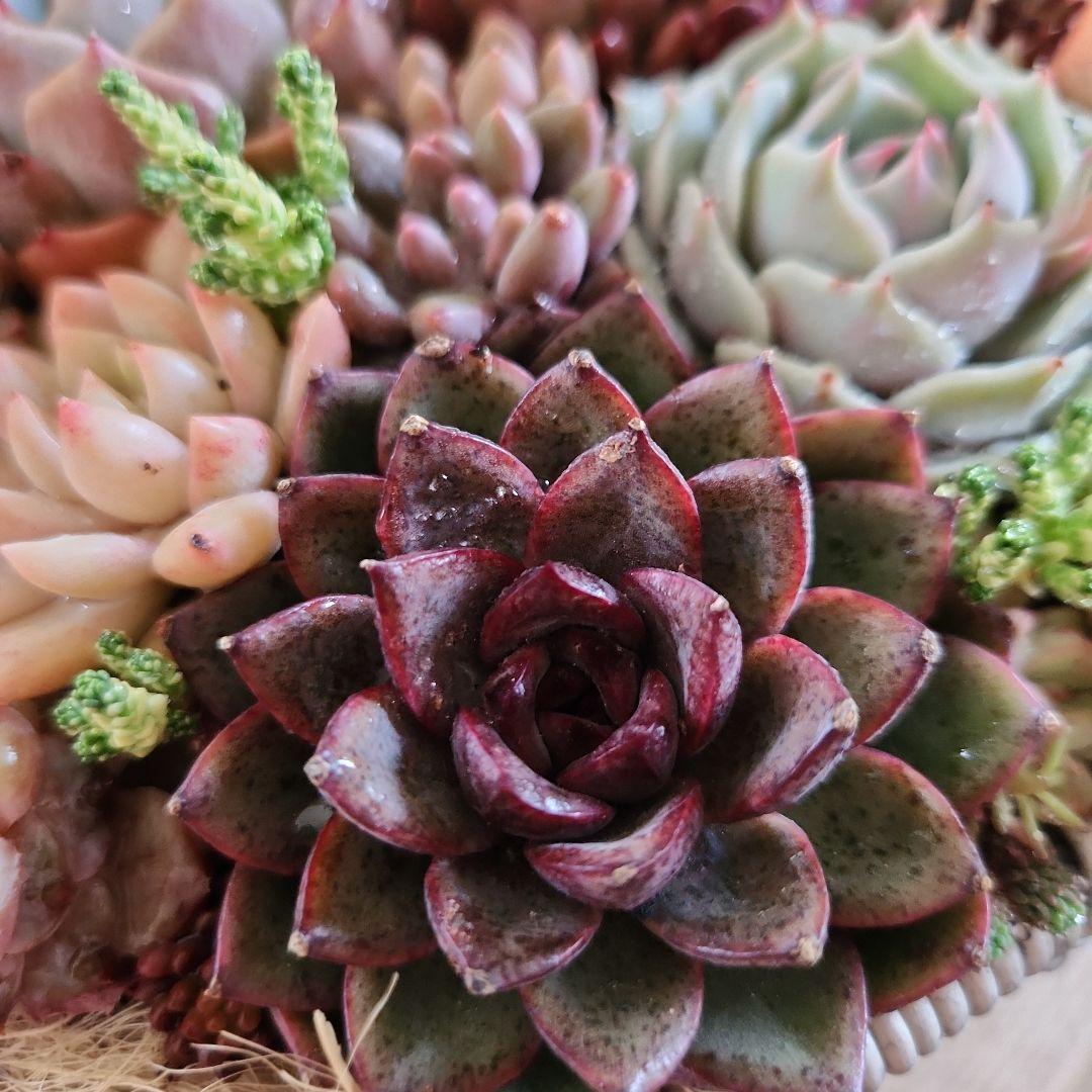 多肉植物寄せ植え　そのまま飾れる　グレーの大きなバスケット♪︎*