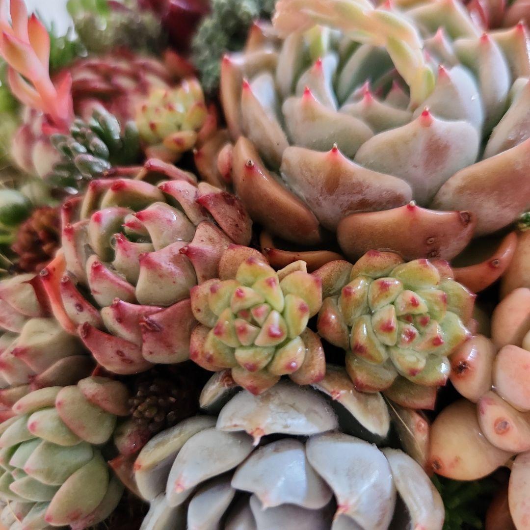 多肉植物寄せ植え　そのまま飾れる　グレーの大きなバスケット♪︎*