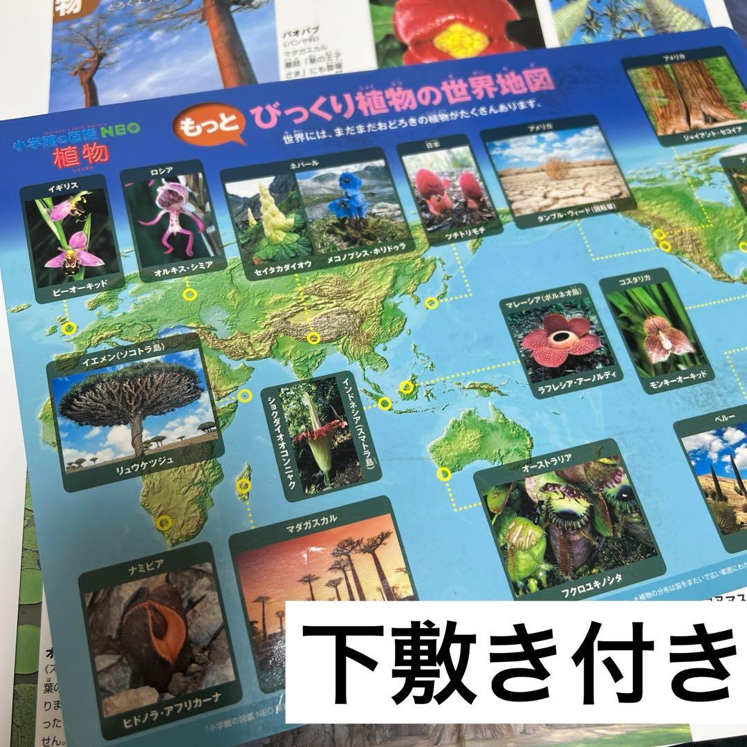 【本日まで❗️】小学館 図鑑 NEO 14冊セット DVD未開封・下敷やマップ付有