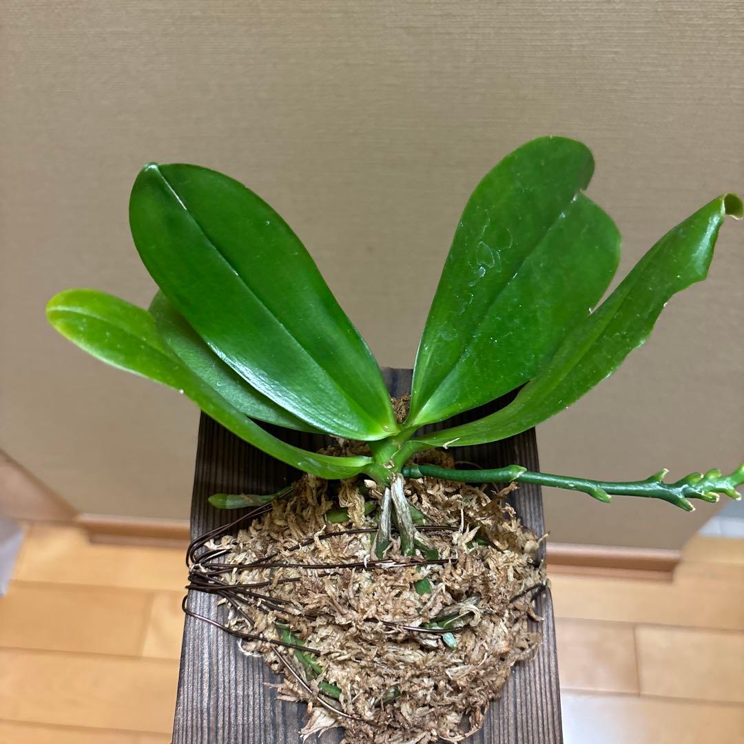 【価格変更‼️】開花胡蝶蘭　スペシオサ 'ブラウン スポット（焼杉板着生）