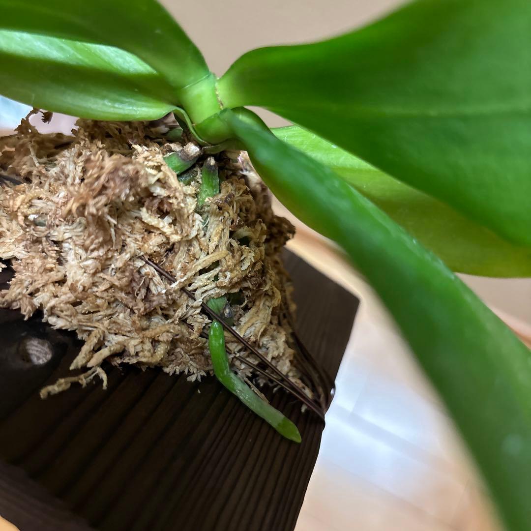 【価格変更‼️】開花胡蝶蘭　スペシオサ 'ブラウン スポット（焼杉板着生）