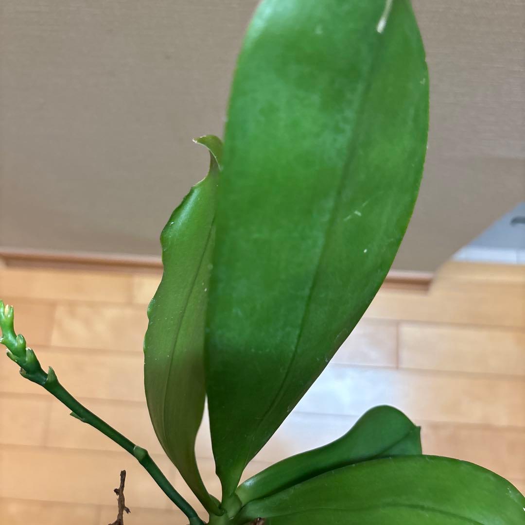 【価格変更‼️】開花胡蝶蘭　スペシオサ 'ブラウン スポット（焼杉板着生）