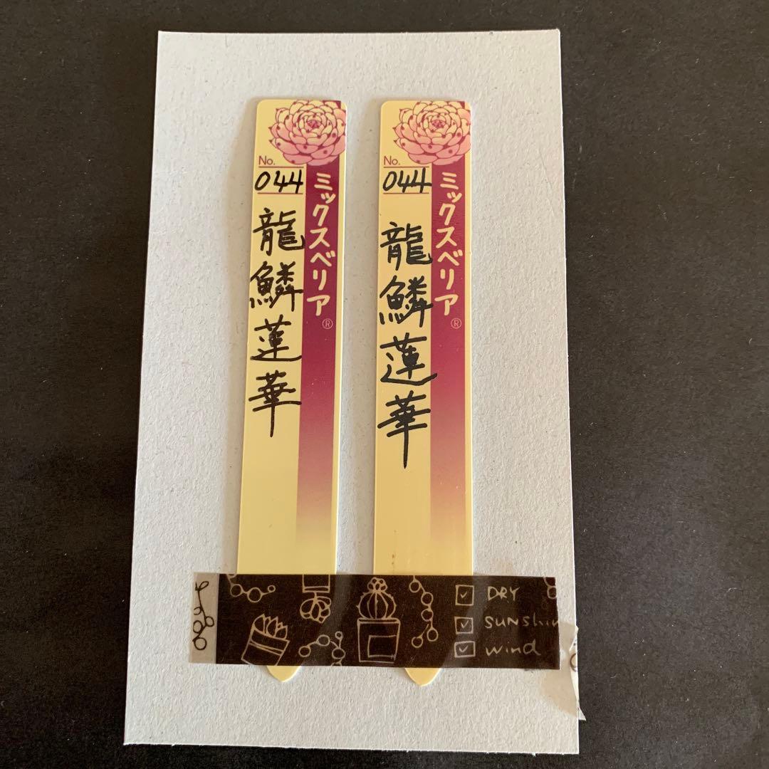KAZUです