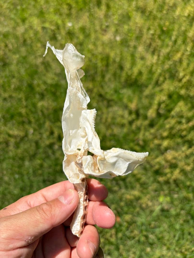 サガミザメ　骨格標本(頭骨)