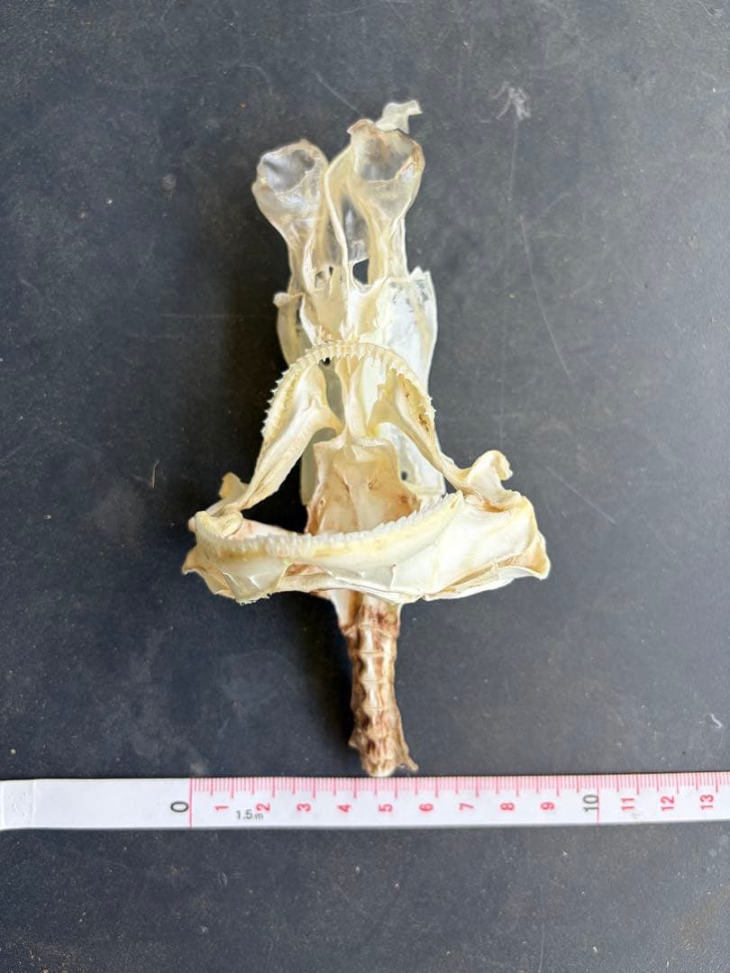 サガミザメ　骨格標本(頭骨)