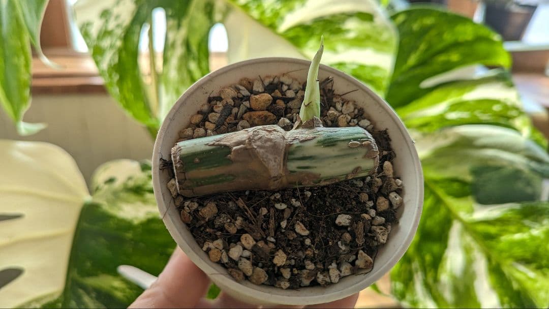 斑入りモンステラ ボルシギアナ ホワイトタイガー 茎挿し 茎伏せ 挿し木 茎のみ