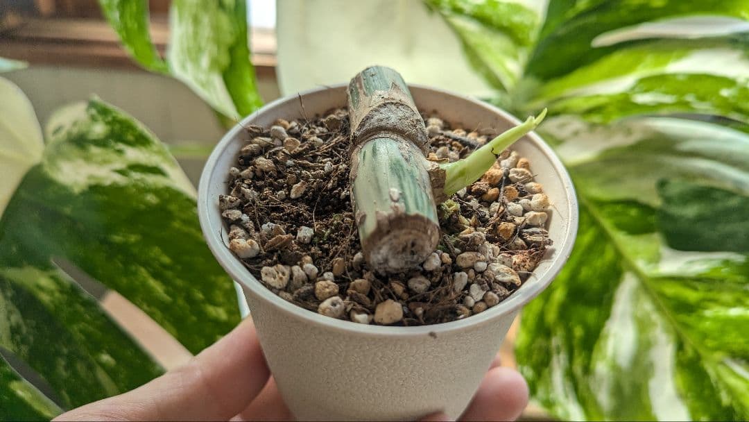 斑入りモンステラ ボルシギアナ ホワイトタイガー 茎挿し 茎伏せ 挿し木 茎のみ