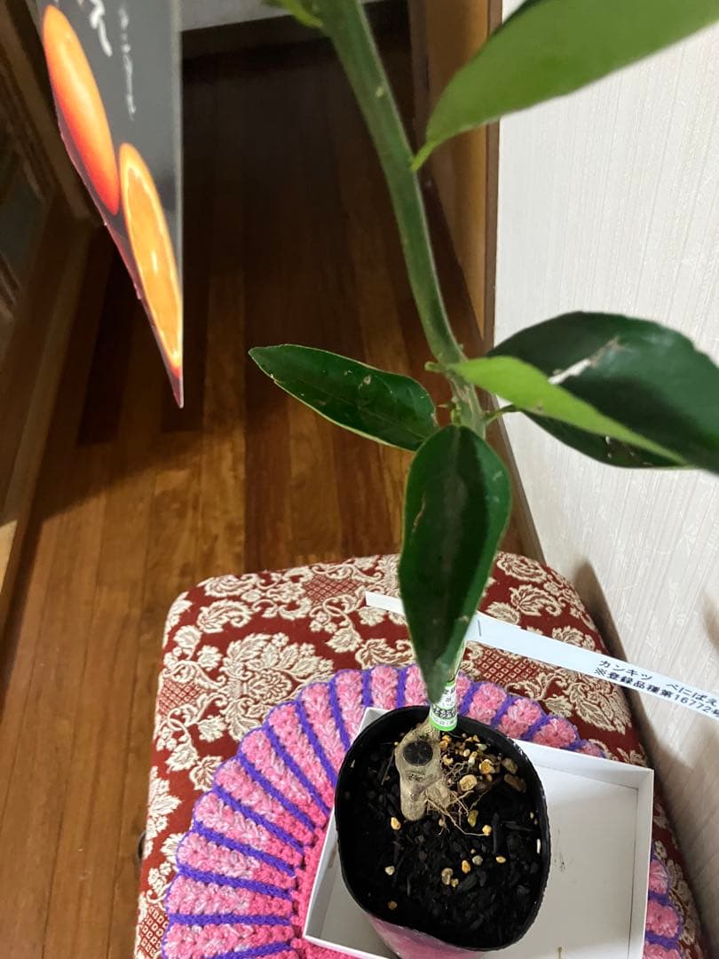 みかん苗木　べにばえ　接木