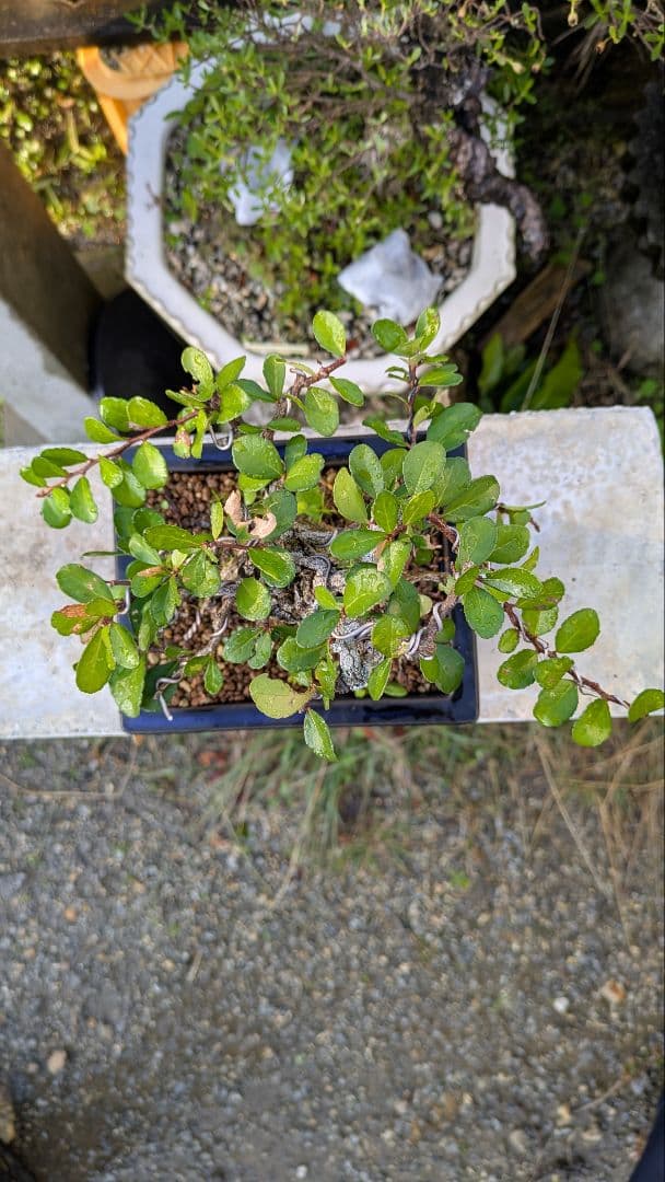 ハリツルマサキ（マッコウ）荒れ肌　ボコボコ