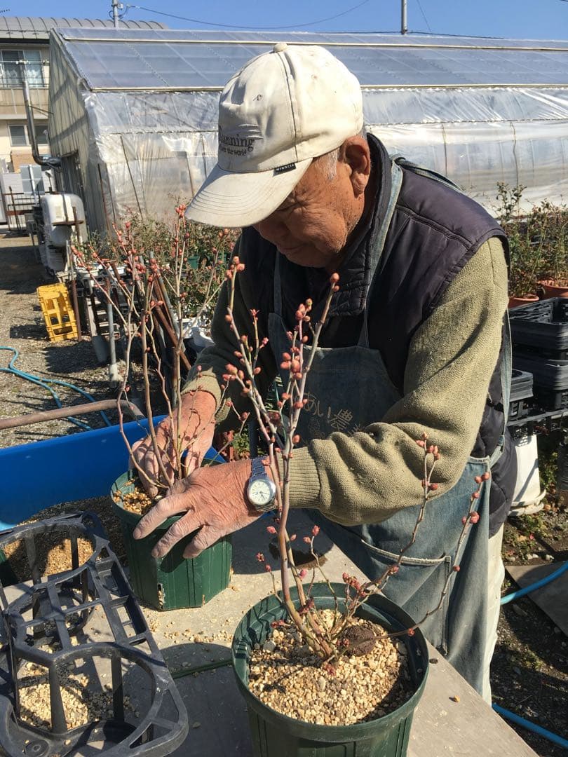 ブルーベリー大苗木２本セット