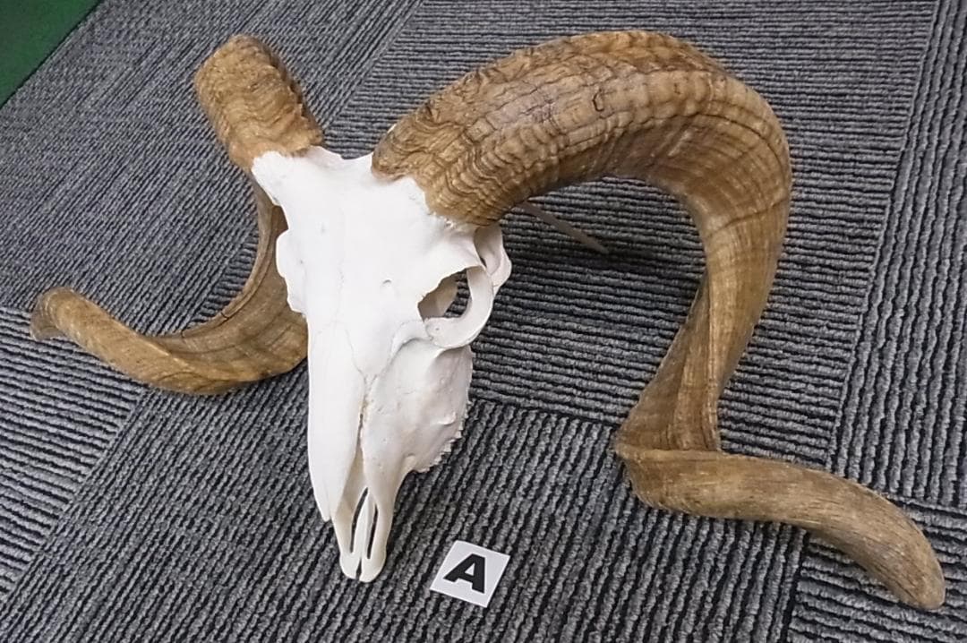 くるくる巻き角！ 羊（メリノ種 ）スカルホーン （3種）