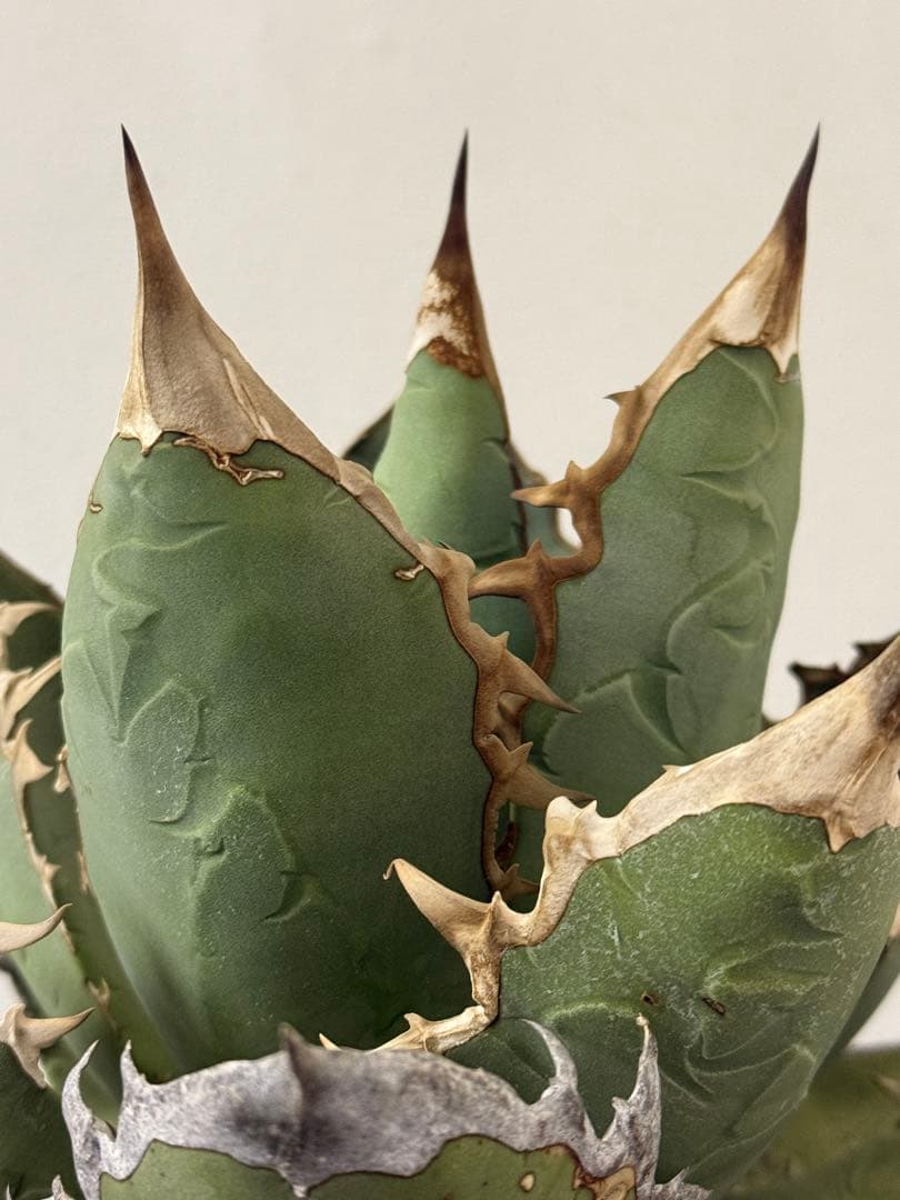 アガベ オアハカ Agave オテロイ 特大　現地株　コレクション株