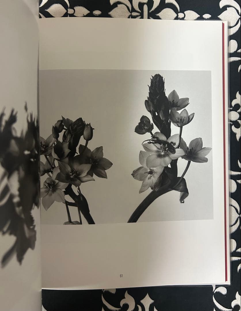 荒木経惟 (Araki Nobuyoshi)花陰 1996, レア