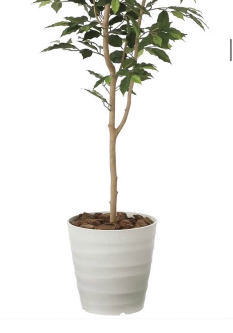 光触媒　人工観葉植物　フェイクグリーン　ベンジャミン 高さ 1.6m