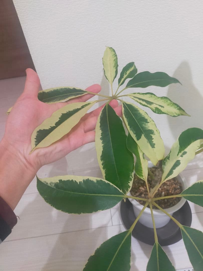 ツピタンサス　斑入り　中株
