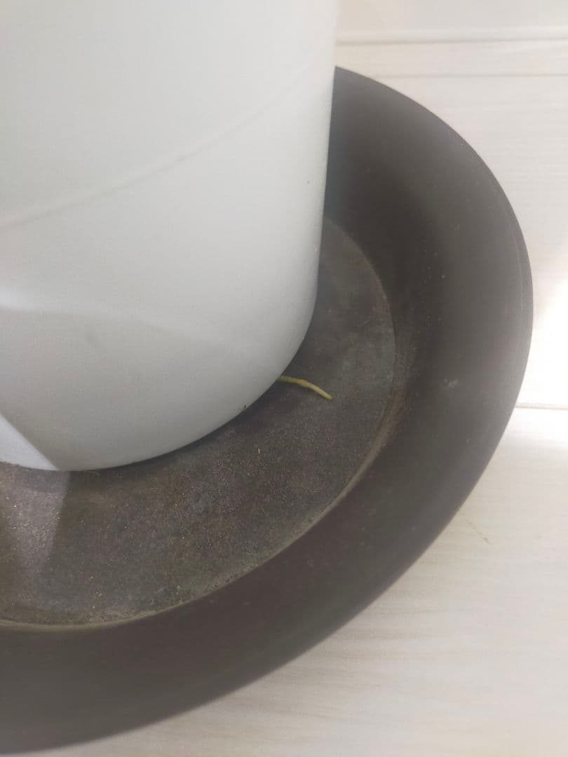 ツピタンサス　斑入り　中株