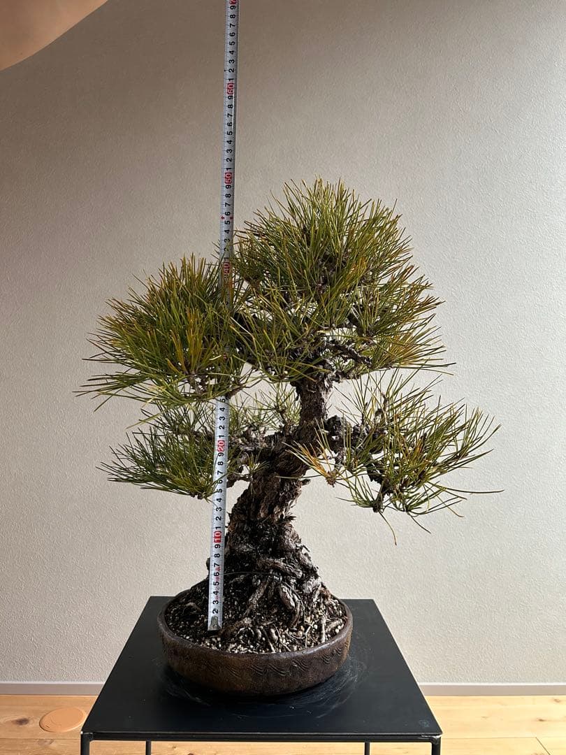 田*二様 黒松　盆栽　激古　中品　足元15㎝