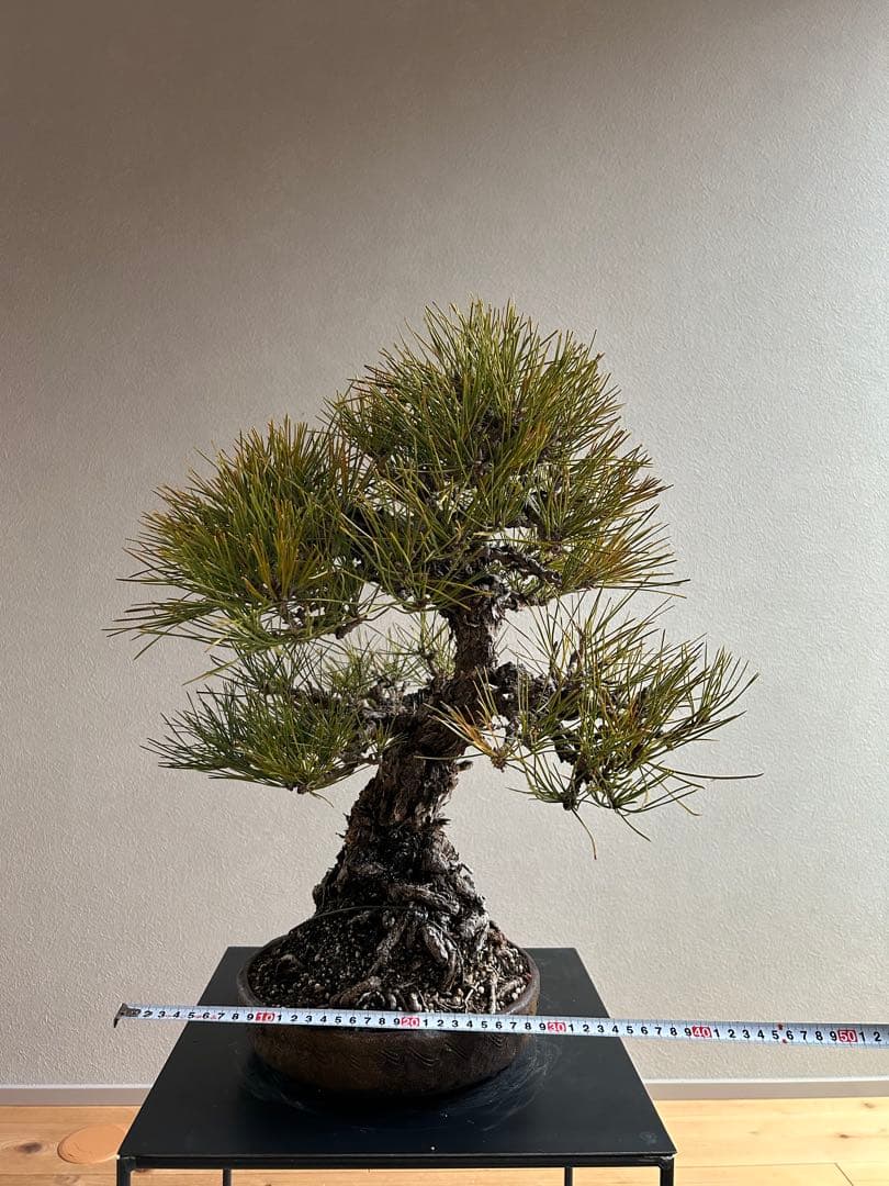 田*二様 黒松　盆栽　激古　中品　足元15㎝