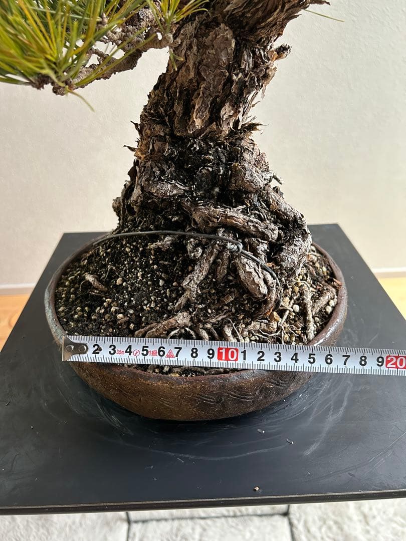 田*二様 黒松　盆栽　激古　中品　足元15㎝