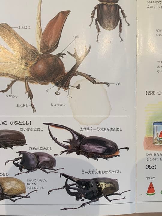 ふれあい自然図鑑　春夏秋冬　全巻